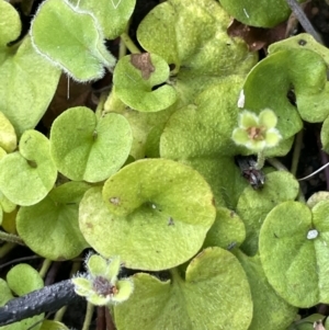 Dichondra repens at Rendezvous Creek, ACT - 12 Dec 2021 03:51 PM