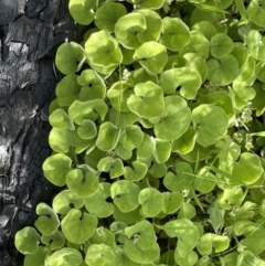 Dichondra repens at Rendezvous Creek, ACT - 12 Dec 2021 03:51 PM