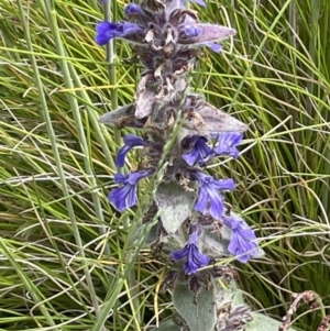 Ajuga australis at Rendezvous Creek, ACT - 12 Dec 2021