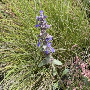 Ajuga australis at Rendezvous Creek, ACT - 12 Dec 2021