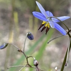 Dianella revoluta var. revoluta (Black-Anther Flax Lily) at Rendezvous Creek, ACT - 12 Dec 2021 by JaneR