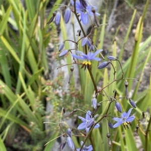 Dianella revoluta var. revoluta at Rendezvous Creek, ACT - 12 Dec 2021 03:33 PM