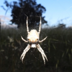 Araneinae (subfamily) (Orb weaver) at Paddys River, ACT - 11 Dec 2021 by HelenCross