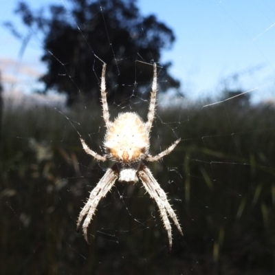 Araneinae (subfamily) (Orb weaver) at Paddys River, ACT - 11 Dec 2021 by HelenCross