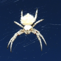 Araneinae (subfamily) at Paddys River, ACT - 11 Dec 2021