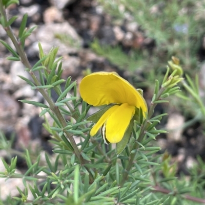 Gompholobium huegelii (Pale Wedge Pea) at Rendezvous Creek, ACT - 12 Dec 2021 by JaneR