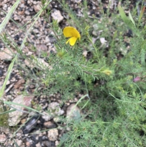 Gompholobium huegelii at Rendezvous Creek, ACT - 12 Dec 2021 12:15 PM