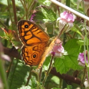 Geitoneura acantha at Urila, NSW - suppressed