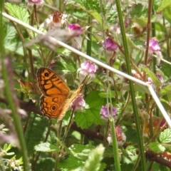 Geitoneura acantha at Urila, NSW - suppressed