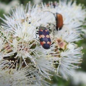 Castiarina sexplagiata at Urila, NSW - 12 Dec 2021