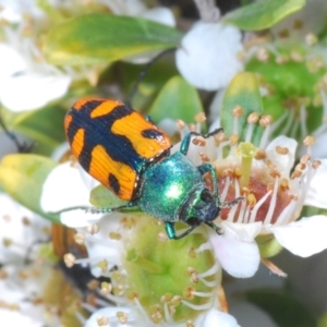 Castiarina scalaris at Tennent, ACT - 12 Dec 2021