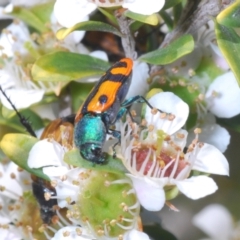 Castiarina scalaris at Tennent, ACT - 12 Dec 2021