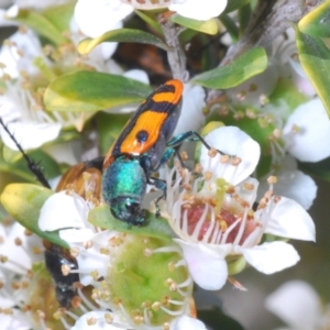 Castiarina scalaris at Tennent, ACT - 12 Dec 2021