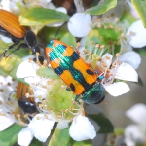 Castiarina scalaris at Tennent, ACT - 12 Dec 2021