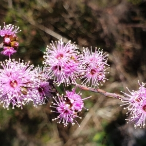 Kunzea parvifolia at Cook, ACT - 19 Oct 2021