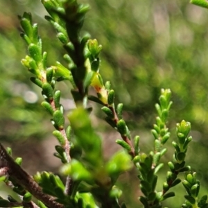 Kunzea parvifolia at Cook, ACT - 19 Oct 2021