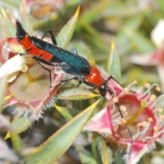 Oroderes sp. (genus) (A longhorn beetle) at Tinderry, NSW - 12 Dec 2021 by Harrisi