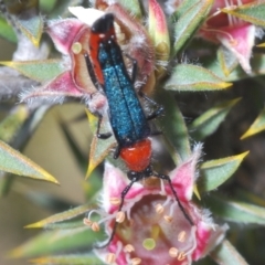 Oroderes sp. (genus) at Tinderry, NSW - 12 Dec 2021 10:05 AM