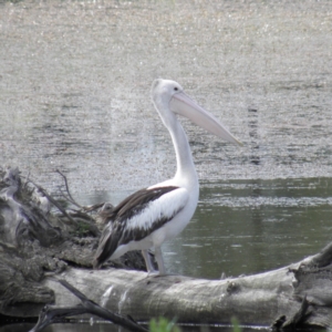 Pelecanus conspicillatus at Fyshwick, ACT - 12 Dec 2021