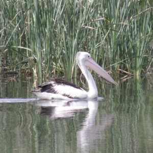 Pelecanus conspicillatus at Fyshwick, ACT - 12 Dec 2021