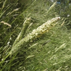 Phalaris aquatica (Phalaris, Australian Canary Grass) at Jerrabomberra Wetlands - 12 Dec 2021 by MatthewFrawley