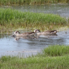 Malacorhynchus membranaceus (Pink-eared Duck) at Jerrabomberra Wetlands - 12 Dec 2021 by MatthewFrawley