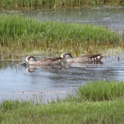 Malacorhynchus membranaceus (Pink-eared Duck) at Fyshwick, ACT - 12 Dec 2021 by MatthewFrawley