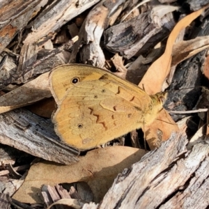 Heteronympha merope at Paddys River, ACT - 11 Dec 2021 08:51 AM