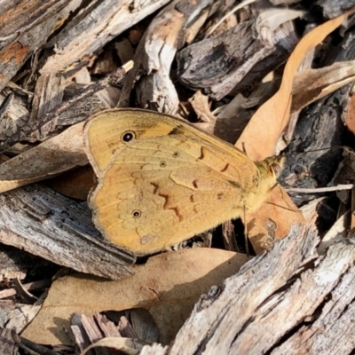 Heteronympha merope (Common Brown Butterfly) at Paddys River, ACT - 10 Dec 2021 by KMcCue