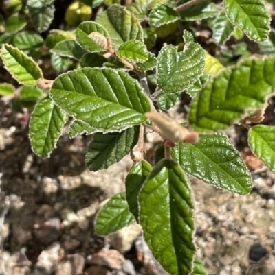 Pomaderris betulina (Birch Pomaderris) at Rendezvous Creek, ACT - 12 Dec 2021 by JaneR