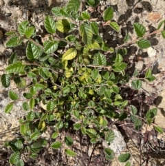 Pomaderris betulina at Rendezvous Creek, ACT - 12 Dec 2021