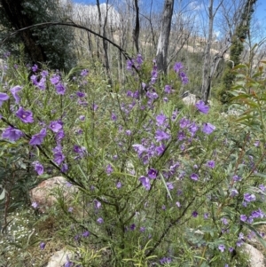 Solanum linearifolium at Rendezvous Creek, ACT - 12 Dec 2021