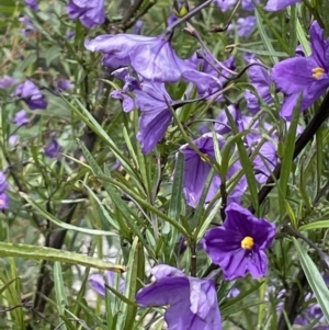 Solanum linearifolium at Rendezvous Creek, ACT - 12 Dec 2021