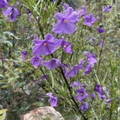 Solanum linearifolium at Rendezvous Creek, ACT - 12 Dec 2021