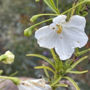 Solanum linearifolium at Rendezvous Creek, ACT - 12 Dec 2021 12:55 PM