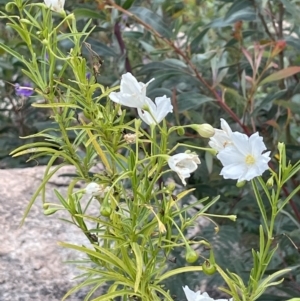 Solanum linearifolium at Rendezvous Creek, ACT - 12 Dec 2021 12:55 PM