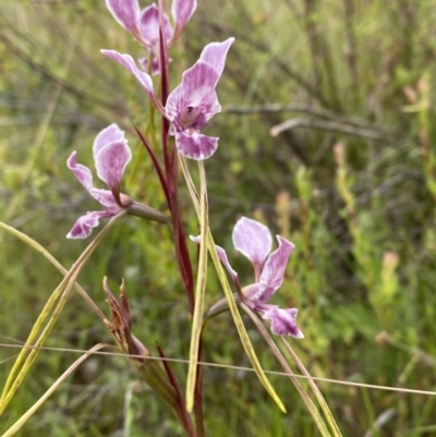 Diuris dendrobioides (Late Mauve Doubletail) at Kambah, ACT - 12 Dec 2021 by Brad