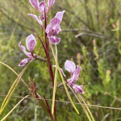 Diuris dendrobioides (Late Mauve Doubletail) at Kambah, ACT by Brad
