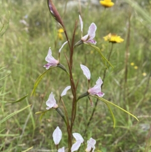 Diuris dendrobioides at suppressed - suppressed