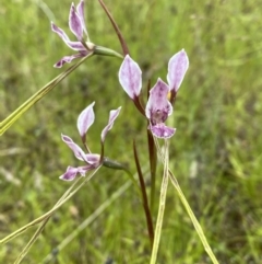 Diuris dendrobioides at suppressed - suppressed