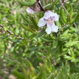 Prostanthera phylicifolia at Rendezvous Creek, ACT - 12 Dec 2021 11:59 AM