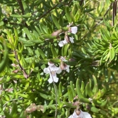 Prostanthera phylicifolia at Rendezvous Creek, ACT - 12 Dec 2021