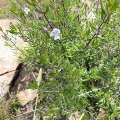 Prostanthera phylicifolia at Rendezvous Creek, ACT - 12 Dec 2021