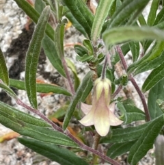 Billardiera scandens (Hairy Apple Berry) at Rendezvous Creek, ACT - 12 Dec 2021 by JaneR