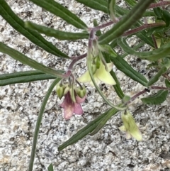 Billardiera scandens at Rendezvous Creek, ACT - 12 Dec 2021 03:13 PM