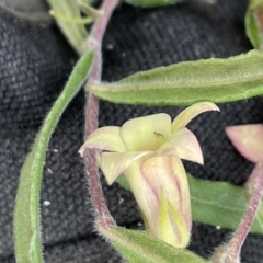 Billardiera scandens at Rendezvous Creek, ACT - 12 Dec 2021 03:13 PM