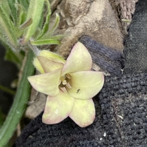 Billardiera scandens at Rendezvous Creek, ACT - 12 Dec 2021 03:13 PM