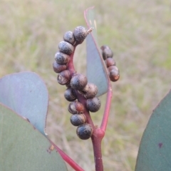 Eucalyptus insect gall at Conder, ACT - 20 Oct 2021 by MichaelBedingfield