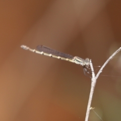 Austrolestes leda (Wandering Ringtail) at Bumbaldry, NSW - 11 Dec 2021 by Tammy