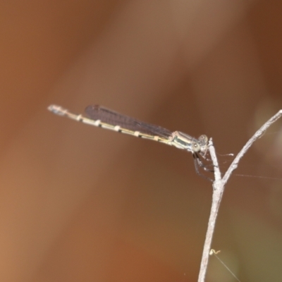 Austrolestes leda (Wandering Ringtail) at Bumbaldry, NSW - 11 Dec 2021 by Tammy